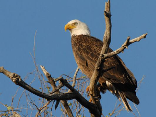 Arizona Bald Eagle Seasonal Closures