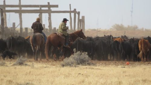 Arizona Cowboy Series Black Canyon Cattle Company in Heber, Arizona.