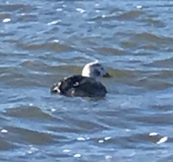 Rare Long-tailed Duck Documented at Rainbow Lake