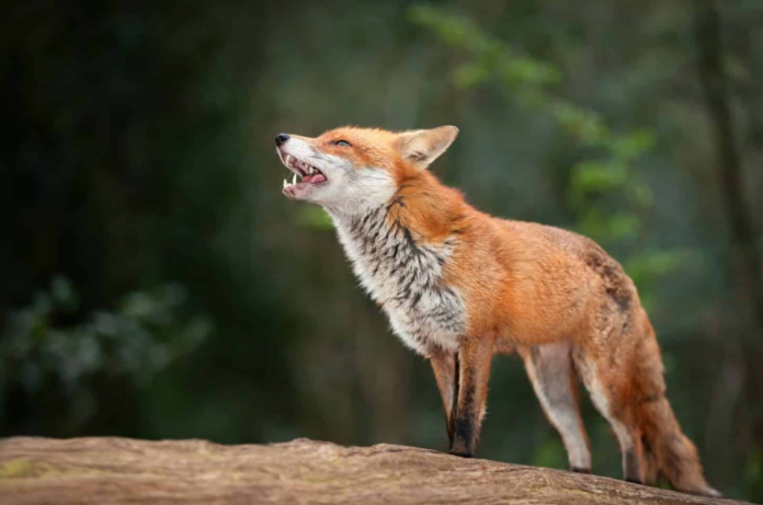 Rabies Confirmed in Navajo County-Stock Image of Fox.