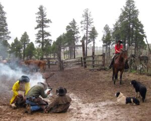 Holly Despain branding cattle at the Black Canyon Ranch. On the gorse in the red shirt. 