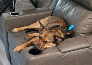Mya enjoys a comfy couch in the R.V on the cross country adventure MOUNTAIN DAILY STAR