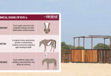 Equine Herpesvirus Outbreak | Arizona and New Mexico