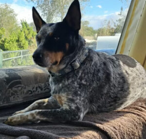 007f167d 7aa8 40aa ba1a b8f3ee722883 MOUNTAIN DAILY STAR