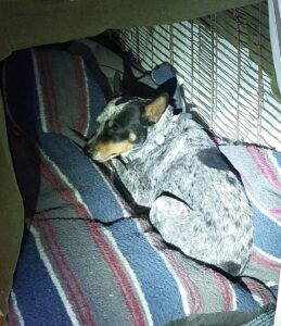 1f68cfb7 8957 4312 9be6 6e68831e9a40 MOUNTAIN DAILY STAR