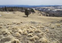 The Last Grizzly of Escudilla Mountain | The Case for Return