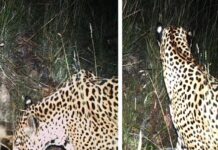 New Jaguar Confirmed in Southern Arizona