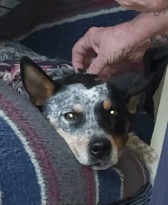 8f12da9e 3a4d 4a64 bdad 703701fff70a MOUNTAIN DAILY STAR