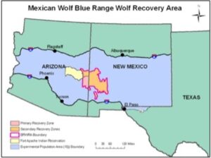 Mexican gray wolf zone MOUNTAIN DAILY STAR
