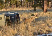 House passes bill to delist gray wolves, while Mexican gray wolves remain protected