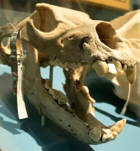 The Last Grizzly of Escudilla Mountain | The Case for Return APACHE COUNTY — In the summer of 1936, high on the shoulder of Escudilla Mountain near Alpine and Nutrioso, a government trapper killed the last grizzly bear in Arizona, 'Old Bigfoot.' Nearly ninety years later, new voices are calling to bring the grizzly back to Arizona. d78b18ee bc05 400e 8ade ff0b0dc78933 MOUNTAIN DAILY STAR