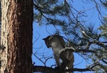 Houndsmen Track Lion After Suspected Fatal Attack on Colorado Trail