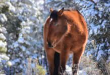 Federally Protected Horses Killed | Forest Service Seeks Tips