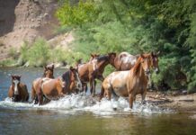 Salt River Horse Removals Approved