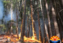 Forest Service Expands Chainsaw Use for Private Wildland Fire Contractors