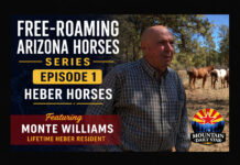 Free-Roaming Arizona Horses Series | Episode 1: Heber Horses