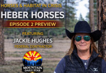 Free-Roaming Arizona Horse Series | Episode 2 Preview | Heber Horses With Jackie Hughes