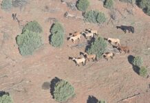 Federal Plan Moves Forward on Heber Horse Removals | Impound Notice Posted