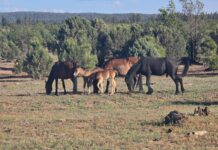 Heber Horse Data | The USFS Got It Right-2