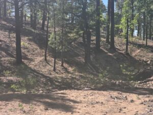 3 USFS Got it Right folage MOUNTAIN DAILY STAR