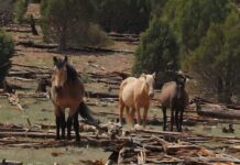 Heber Horses | The USFS Got It Right