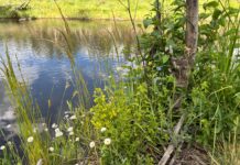 Judge Limits Injunction to Sitgreaves National Forest Following Center for Biological Diversity Intervention